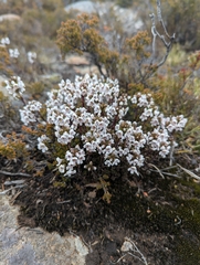 Euphrasia striata (Euphrasia striata)