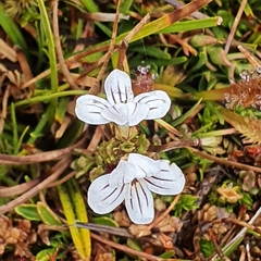 Euphrasia striata (Euphrasia striata)