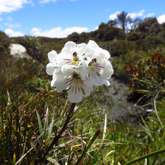 Euphrasia striata (Euphrasia striata)