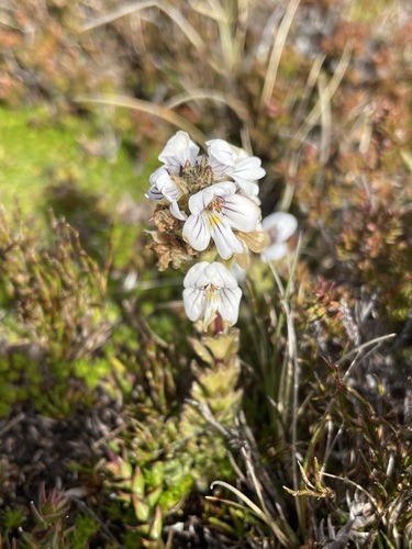 Euphrasia striata (Euphrasia striata)