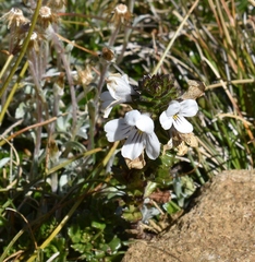 Euphrasia striata (Euphrasia striata)