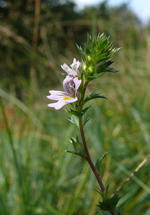 Drug eyebright: Euphrasia stricta , Mainfranken, Germany