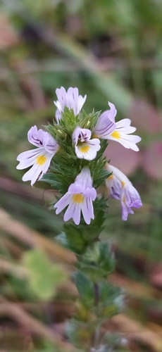 Drug eyebright (Euphrasia stricta)