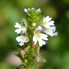Drug eyebright (Euphrasia stricta)