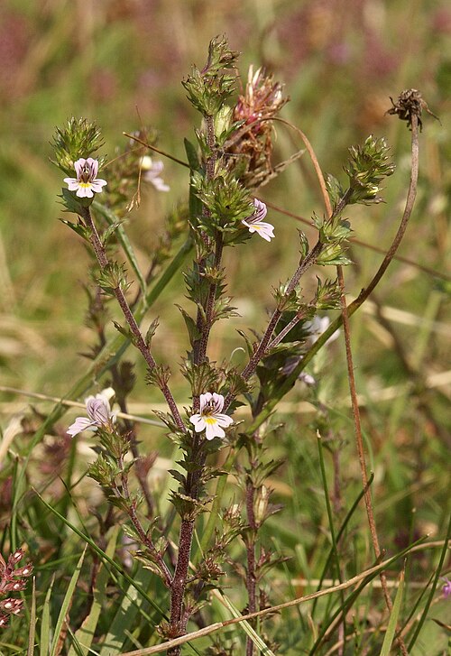 Drug eyebright: Euphrasia stricta , Frankenhöhe, Germany