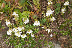 Drug eyebright (Euphrasia stricta)
