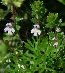 Drug eyebright (Euphrasia stricta)