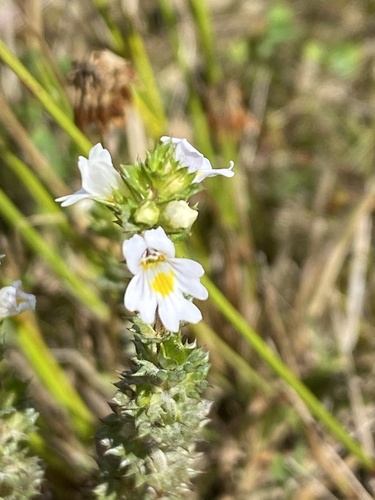 Drug eyebright (Euphrasia stricta)