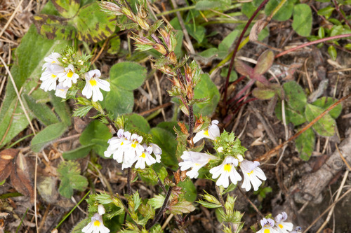 Drug eyebright (Euphrasia stricta)