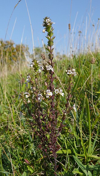 Drug eyebright: Euphrasia stricta , Schwäbische Alb, Germany