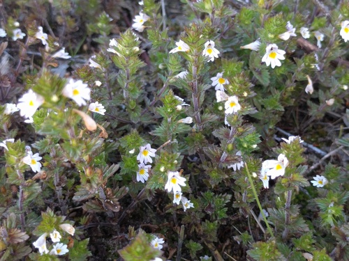 Drug eyebright (Euphrasia stricta)