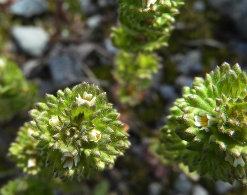 Arctic eyebright (Euphrasia subarctica)