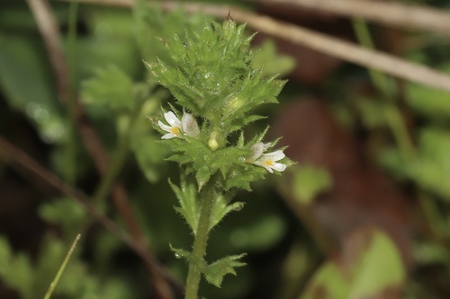 Arctic eyebright (Euphrasia subarctica)