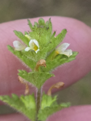 Arctic eyebright (Euphrasia subarctica)