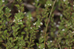 Arctic eyebright (Euphrasia subarctica)