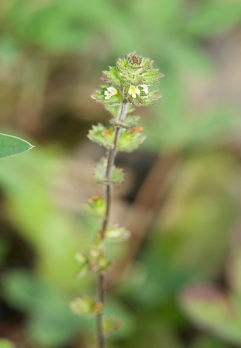 Arctic eyebright (Euphrasia subarctica)