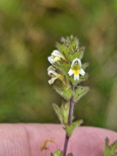 Arctic eyebright (Euphrasia subarctica)
