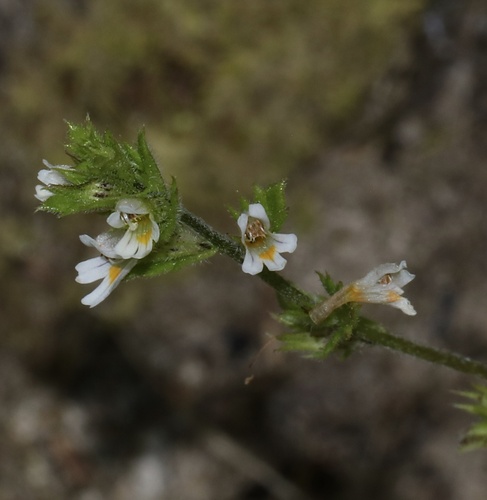 Arctic eyebright (Euphrasia subarctica)