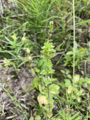 Arctic eyebright (Euphrasia subarctica)