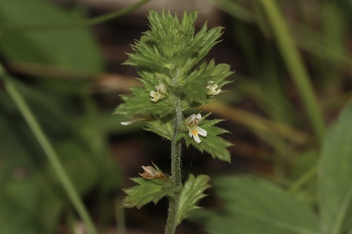 Arctic eyebright (Euphrasia subarctica)
