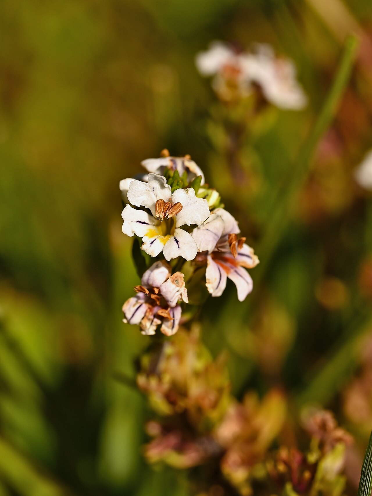 Euphrasia subexserta: Euphrasia subexserta at Sandero Valle Aquas Callientes E from Las Trancas, Region de Nuble, Chile