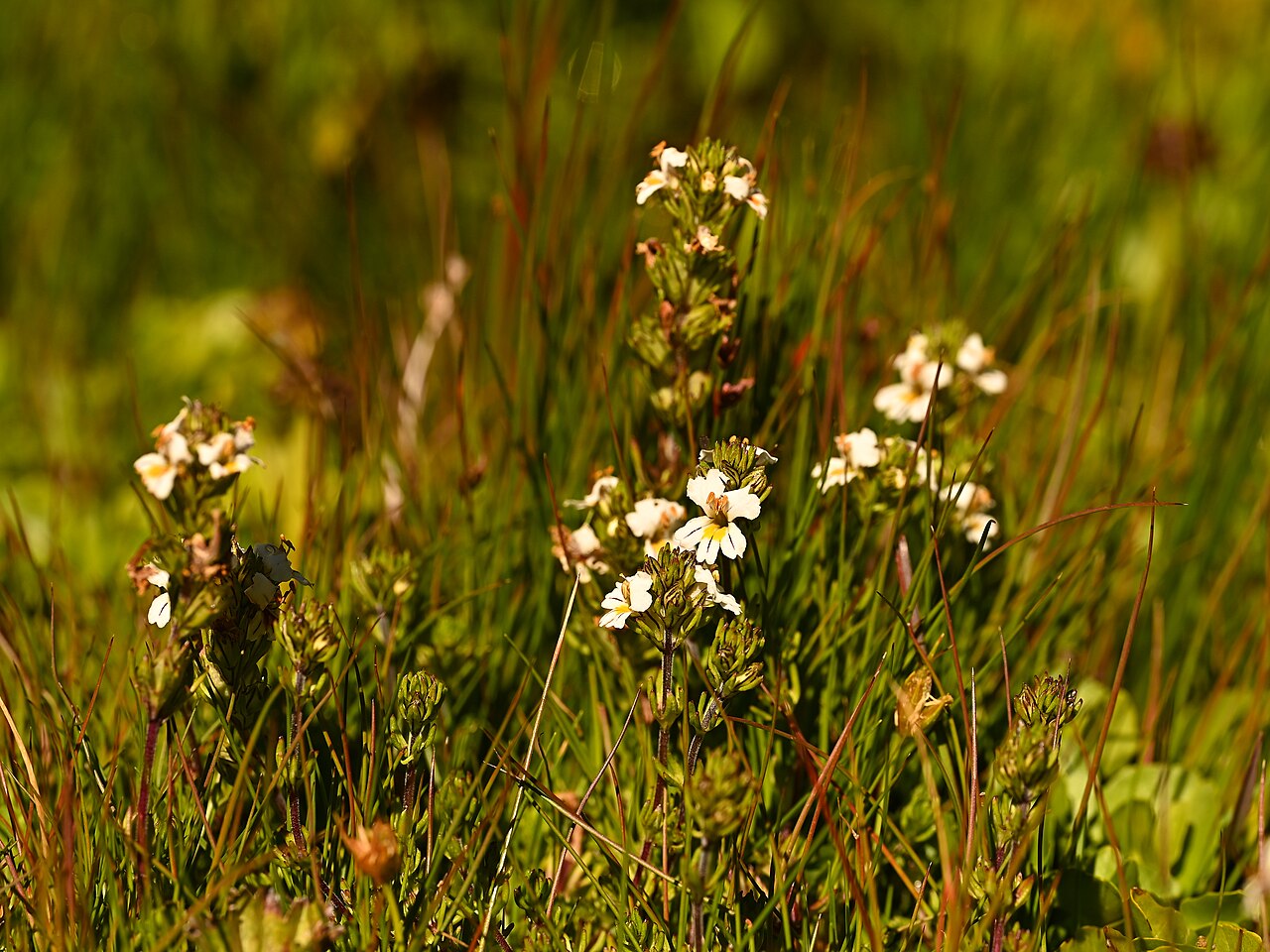Euphrasia subexserta: Euphrasia subexserta at Sandero Valle Aquas Callientes E from Las Trancas, Region de Nuble, Chile