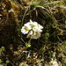 Euphrasia subexserta (Euphrasia subexserta)