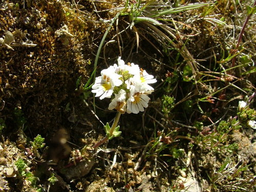 Euphrasia subexserta (Euphrasia subexserta)