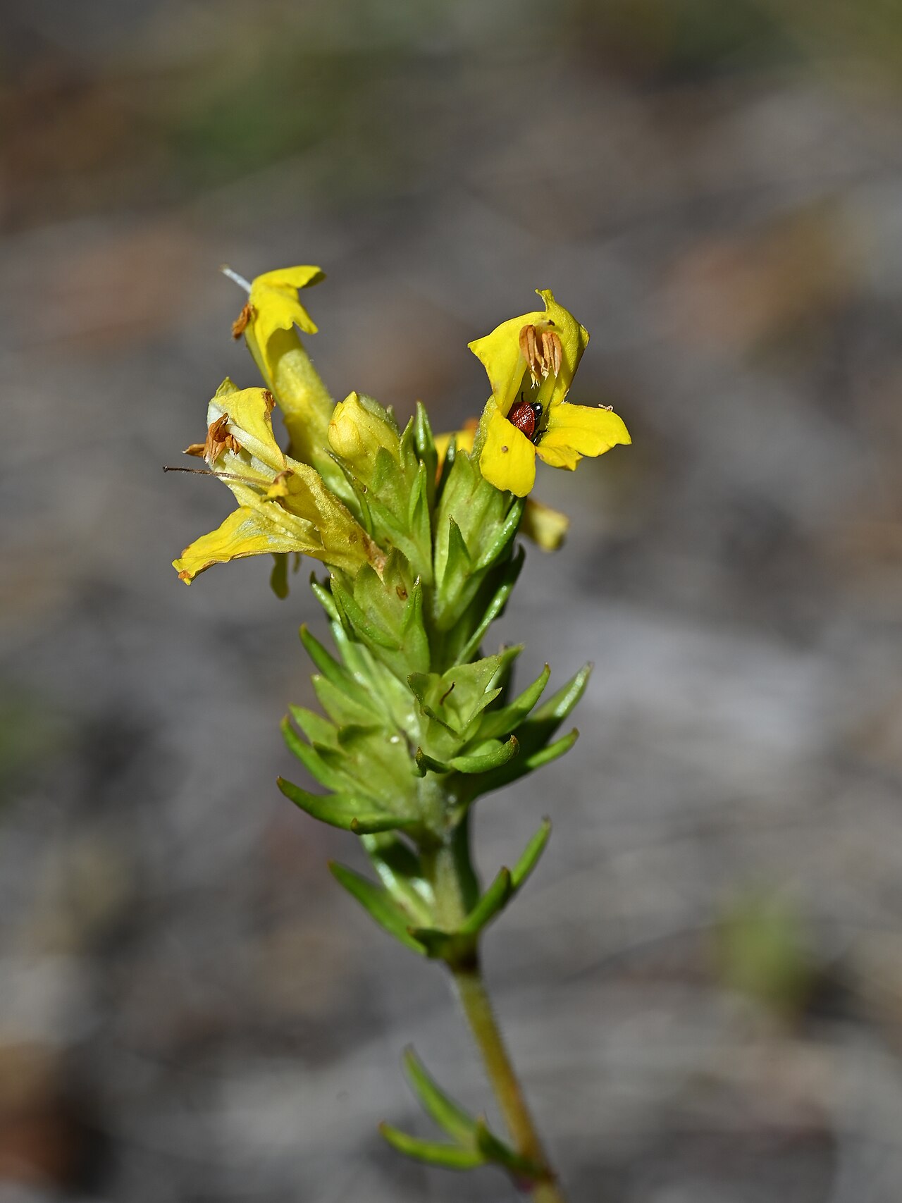 Euphrasia subexserta: Euphrasia subexserta in Reserva Malalcahuello, Araukania, Chile