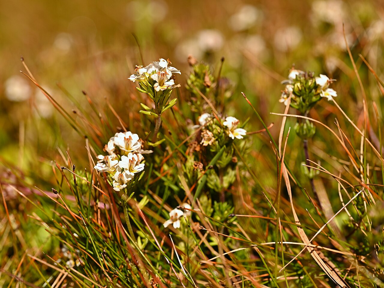 Euphrasia subexserta: Euphrasia subexserta at Sandero Valle Aquas Callientes E from Las Trancas, Region de Nuble, Chile