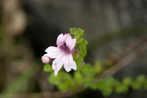 Euphrasia tarokoana (Euphrasia tarokoana)