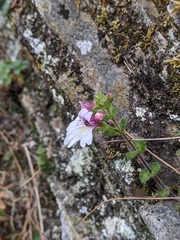 Euphrasia tarokoana (Euphrasia tarokoana)