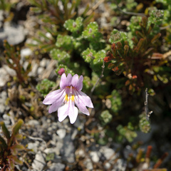 Euphrasia tarokoana (Euphrasia tarokoana)