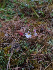 Euphrasia tarokoana (Euphrasia tarokoana)