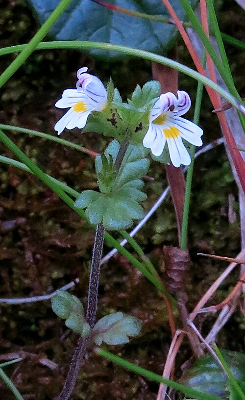 Euphrasia tatrae: Eyebright Euphrasia tatrae in flower; photo taken in High Tatra Mts., Slovakia