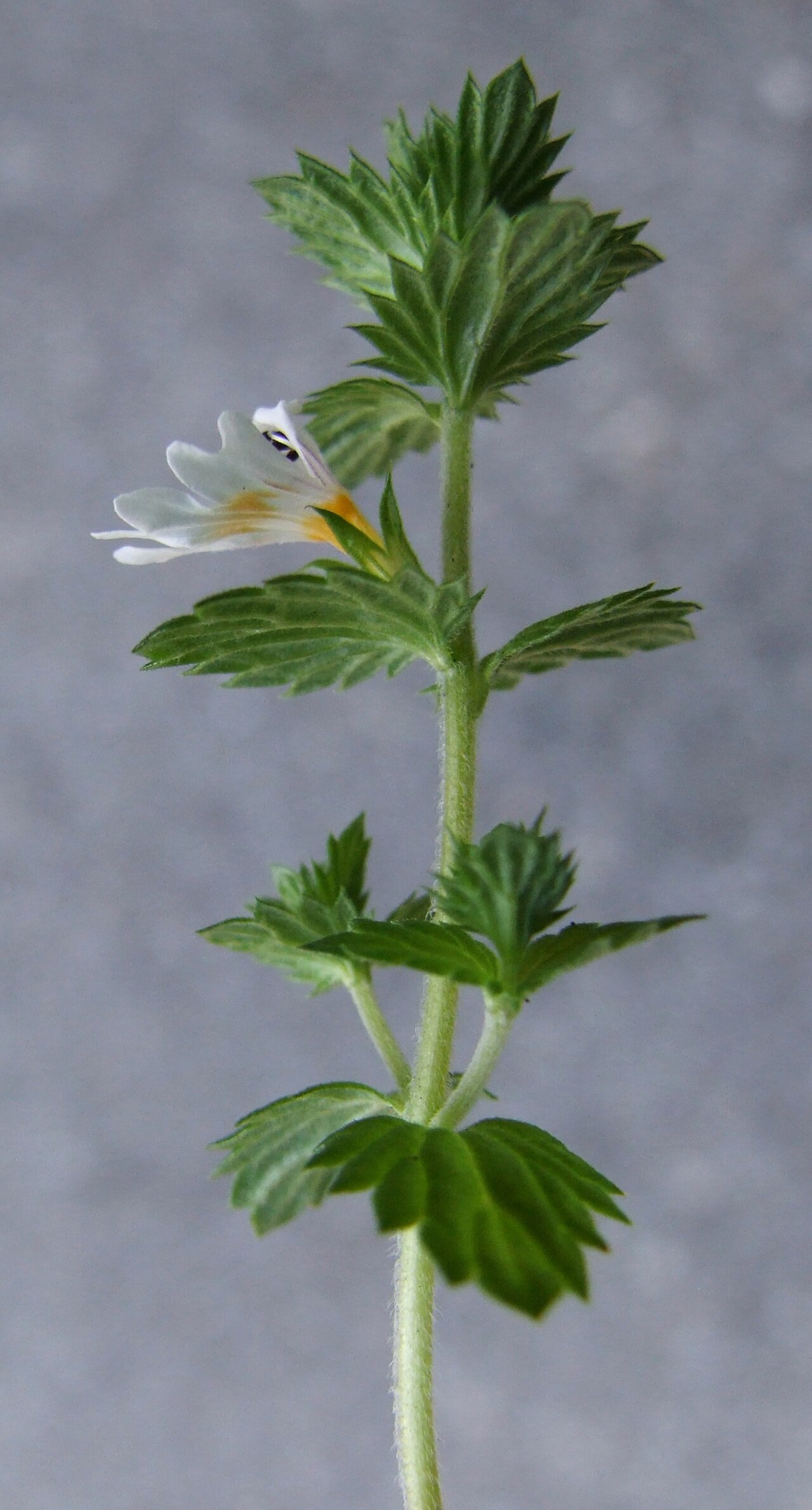 Euphrasia tatrae: Euphrasia tatrae (pl. świetlik tatrzański), habitat: Dolina Rohacka, West Tatra Mountains