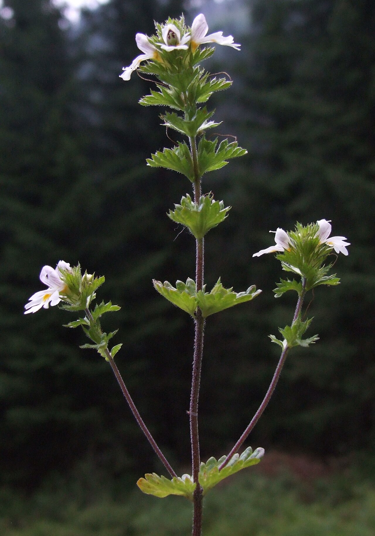 Euphrasia tatrae: Euphrasia tatrae (pl. świetlik tatrzański), habitat: Dolina Rohacka, West Tatra Mountains