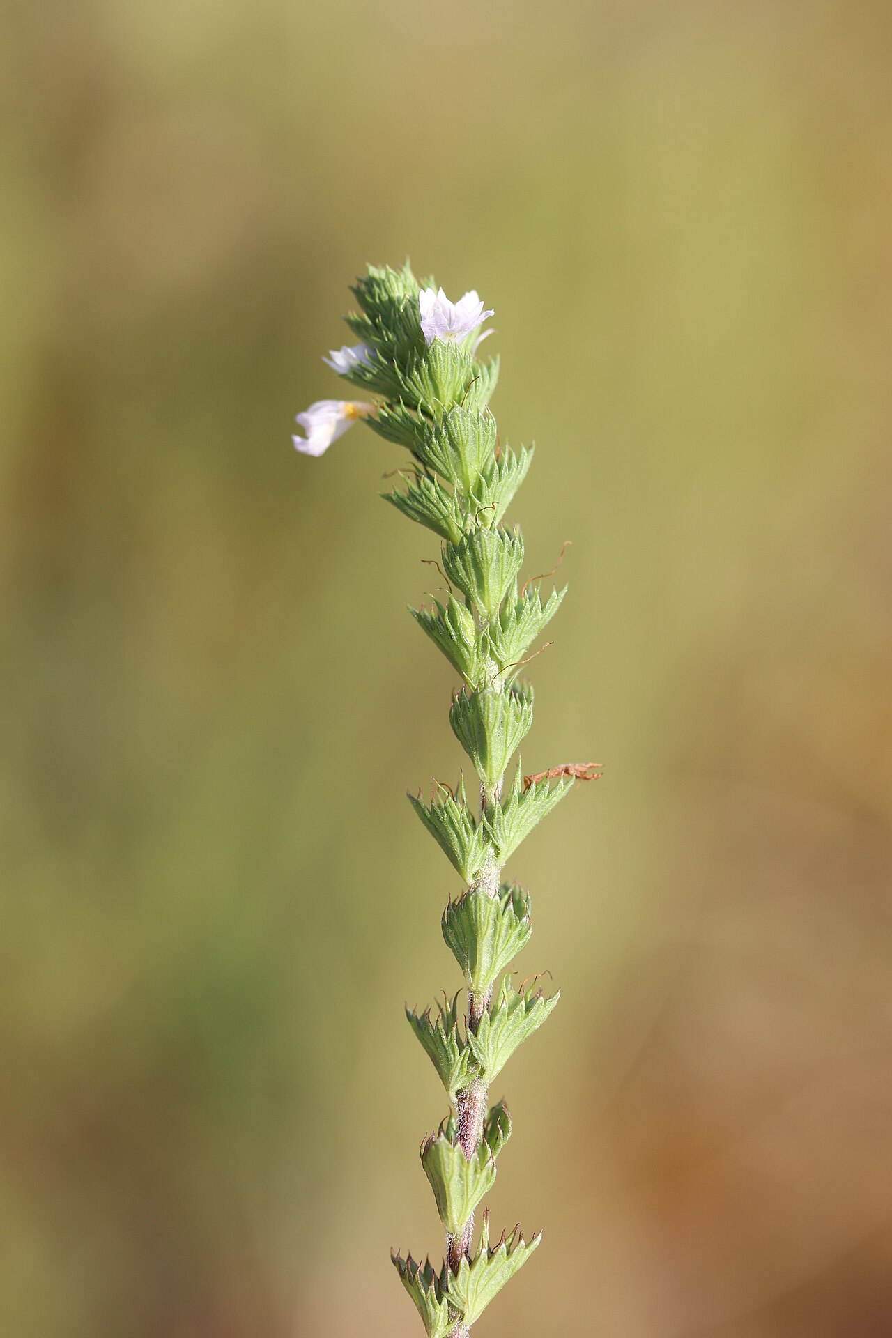 Maritime eyebright: Noordwijk - Vierrijige ogentroost