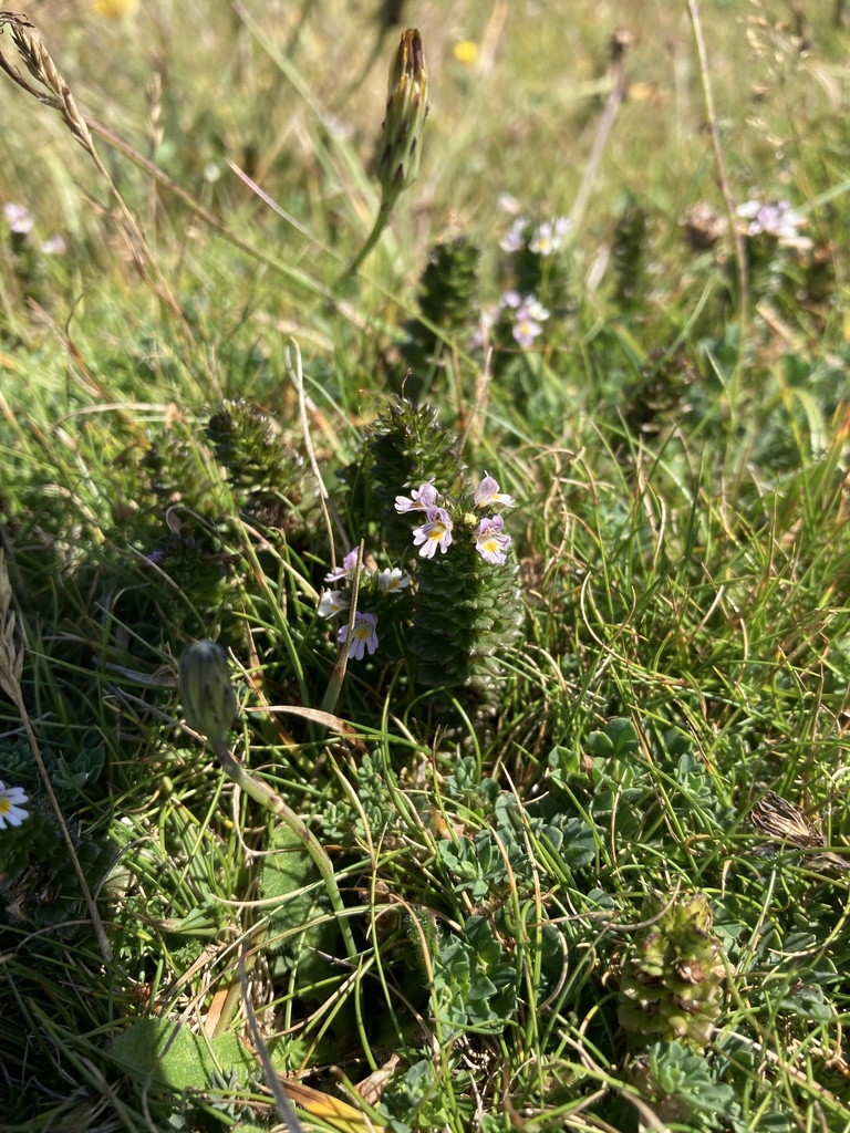 Maritime eyebright (Euphrasia tetraquetra)