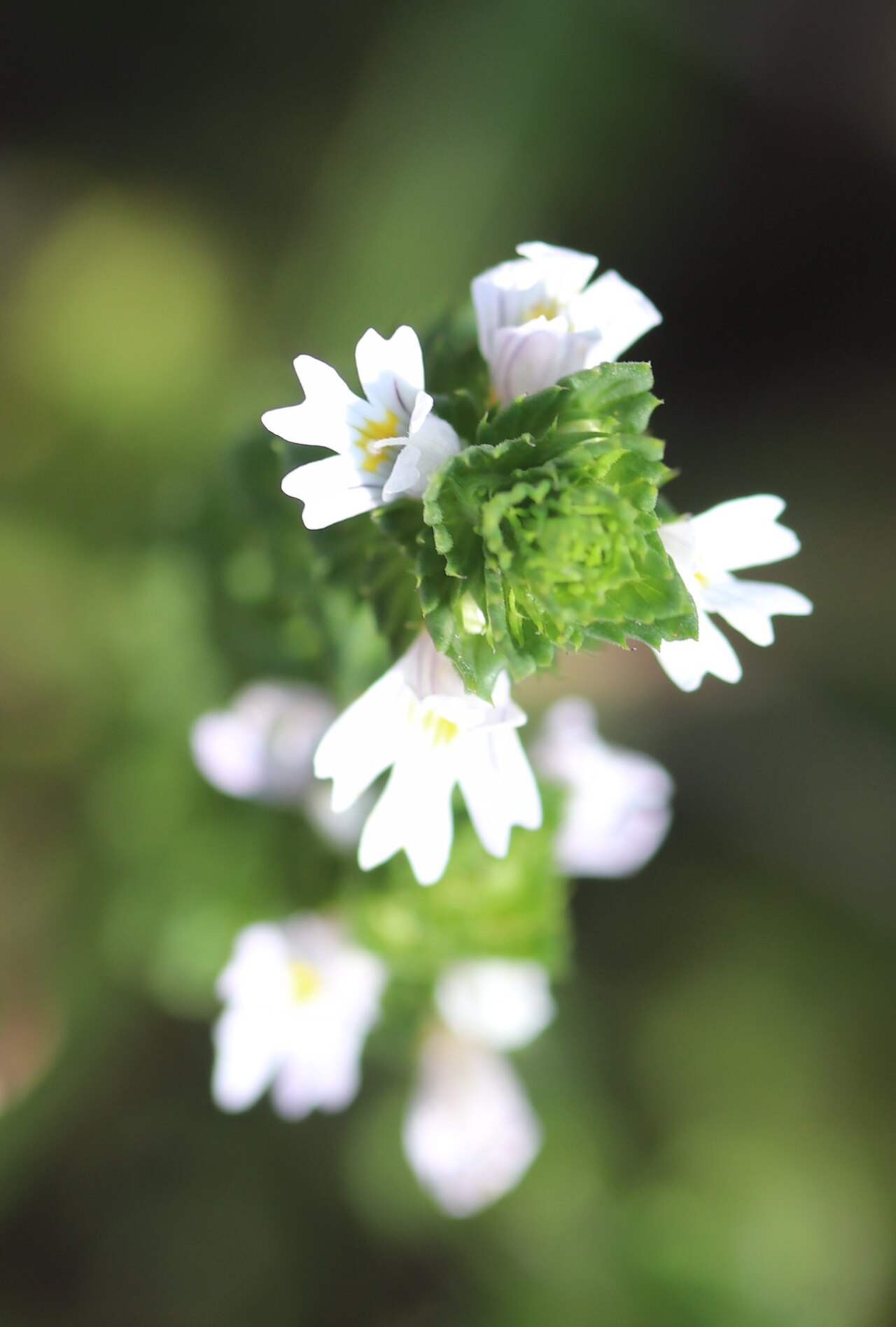 Maritime eyebright: Western Eyebright ( Euphrasia tetraquetra ) photographed in Noordwijk, Zuid-Holland, Netherlands