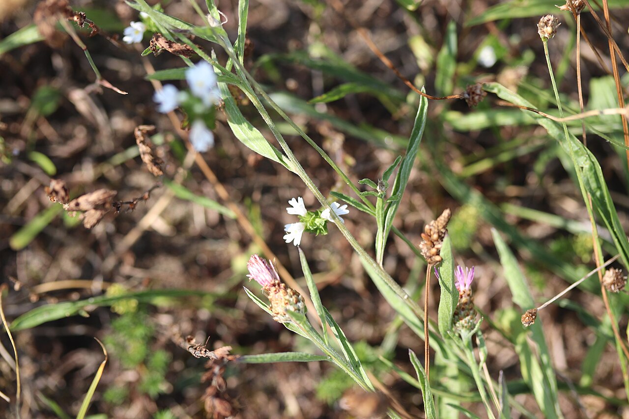 Maritime eyebright: Western Eyebright ( Euphrasia tetraquetra ) photographed in Noordwijk, Zuid-Holland, Netherlands