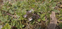Maritime eyebright (Euphrasia tetraquetra)