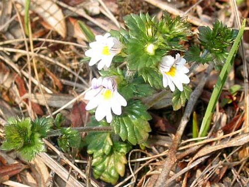 Maritime eyebright (Euphrasia tetraquetra)
