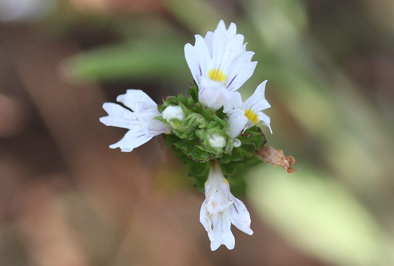 Maritime eyebright: Noordwijk - Vierrijige ogentroost