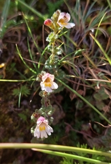 Euphrasia transmorrisonensis (Euphrasia transmorrisonensis)