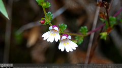 Euphrasia transmorrisonensis (Euphrasia transmorrisonensis)