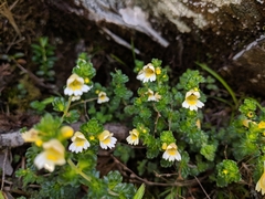 Euphrasia transmorrisonensis (Euphrasia transmorrisonensis)