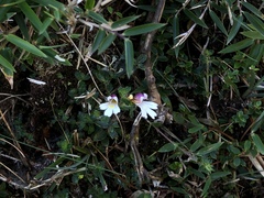 Euphrasia transmorrisonensis (Euphrasia transmorrisonensis)