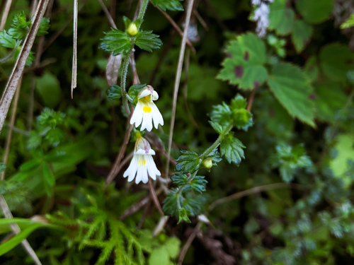 Euphrasia transmorrisonensis (Euphrasia transmorrisonensis)