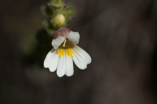 Euphrasia transmorrisonensis (Euphrasia transmorrisonensis)